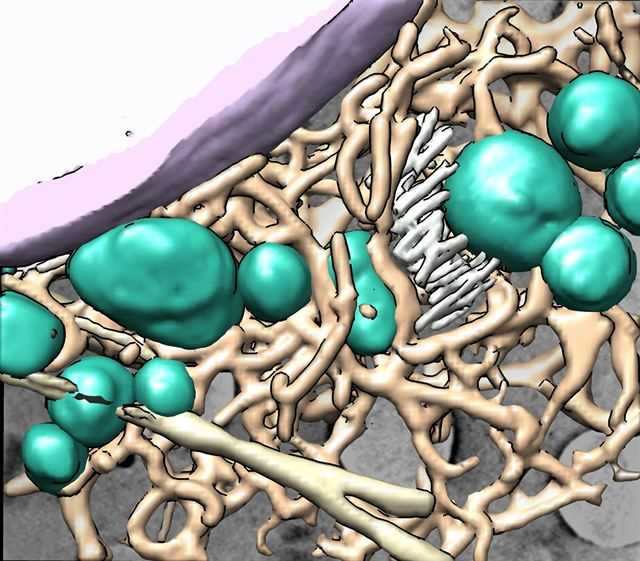 Interior de célula sana. En violeta el núcleo de la célula, en verde mitocondrias, en beige retículo endoplasmático. / CNB-CSIC/Sincrotrón ALBA